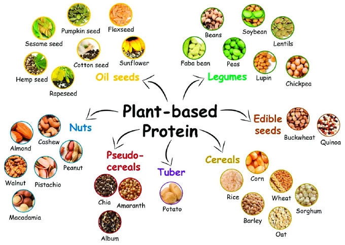 Top 12 Plant-Based Protein: A Guide to Building Muscle and Staying ...